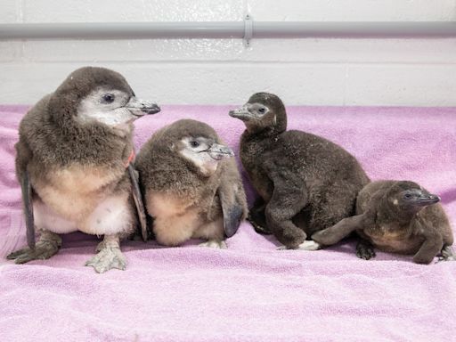 New England Aquarium welcomes 4 new penguin chicks hatched this spring (Photos, Video)