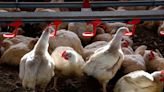 Gripe aviar: murieron más de 200.000 gallinas y la enfermedad se detectó en diez provincias