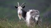 Primitive wild goats put on rare breed list