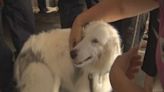 Cocoa fire station gifted chip scanner to help lost pets