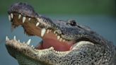 Gator had woman's remains in its jaws when Houston police shot it