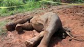 Pregnant elephant on brink of extinction found dead; poisoning suspected