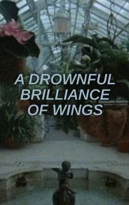 A Drownful Brilliance of Wings