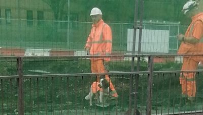 East Kilbride dog in hi-vis spotted working hard at new train station