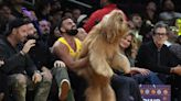 Brodie The Goldendoodle was a crowd favorite sitting courtside at Lakers game
