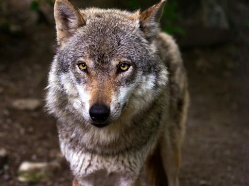 Dutch province warns parents against taking young children to forests following wolf encounters