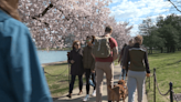 First day of Cherry Blossom Festival draws thousands