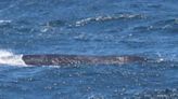 One of world’s rarest whales seen off California coast