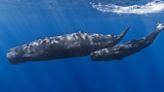 Sperm Whales Vocalize an Alphabet Hauntingly Like Humans