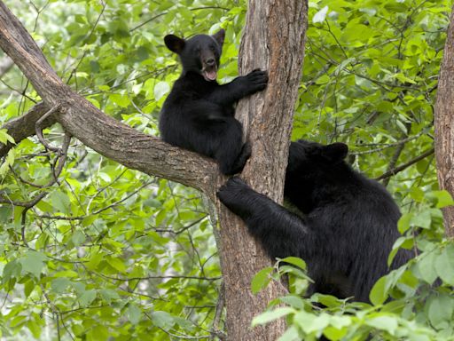 Family of Bear Cubs Spotted Climbing Trees in Advance of NC Flood Is Giving People the Feels