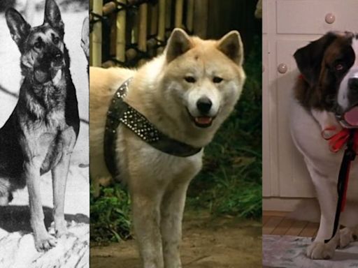 De Rin Tin Tin a Beethoven: Recuerde a los perros que conquistaron la gran pantalla