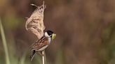 Reed buntings breed for first time in 27 years