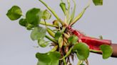 This floating flower is beautiful—but it's wreaking havoc on Nigeria