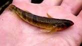 Snail darters are no longer endangered. The tiny fish is a true part of Tennessee history