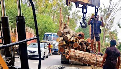 District NGOs meet MP over proposed felling of 7K trees on Patiala-Sirhind road