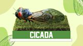 Cicada bobblehead released by National Bobblehead Hall of Fame