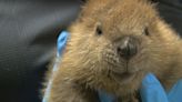 WERLA gives injured or orphaned wildlife a chance at survival