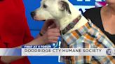 First at 4 Forum: Doddridge County Humane Society