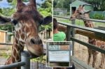 Beloved giraffe that summers in NY dies — as officials trade blame on animal’s sad end