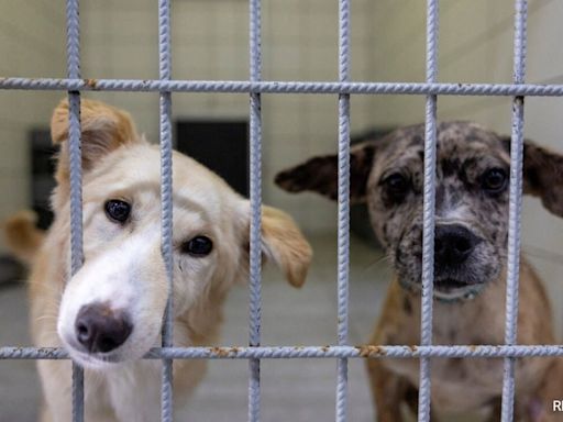 Turkey Presents Bill To Get Millions Of Stray Dogs Off The Streets