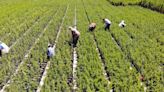 Kahramanmaraş nurseries grow 3 million seedlings for reforestation