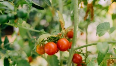 How to Grow Cherry Tomato Plants, a Beginner-Friendly Crop You Can Grow Almost Anywhere