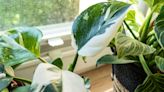 Philodendron White Princess: A Complete Care Guide