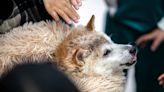加密貨幣DogeCoin原型日本狗狗離世，終年18歲