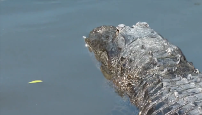 Florida man rescued from alligator attack by neighbor; recent sightings prompt FWC warnings - WSVN 7News | Miami News, Weather, Sports | Fort Lauderdale