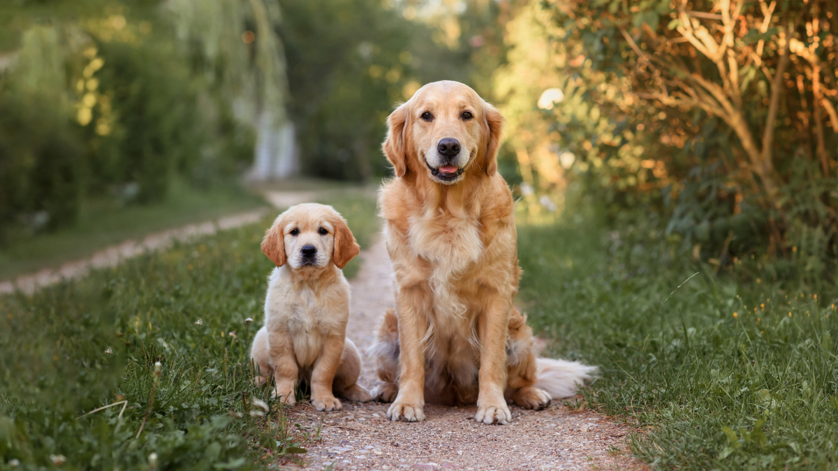 Golden Retriever's Reunion with Puppy Sister After Hospital Stay Is Everything