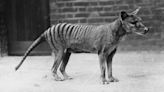 RNA extracted from a extinct Tasmanian tiger for the 1st time