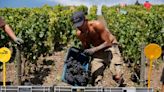 Verano cálido y seco fuerza inicio anticipado de cosecha de uva de espumante en Francia