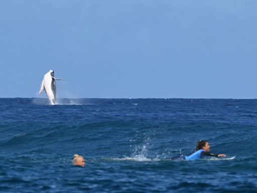 Humpback Whale Drops In on Olympic Surfing Finals in Tahiti