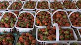 Lexington Farmers Market opening soon with Strawberry Day - and free strawberry ice cream