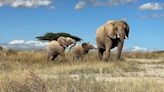 Elefantes africanos chamam uns aos outros por nomes individuais, mostra estudo