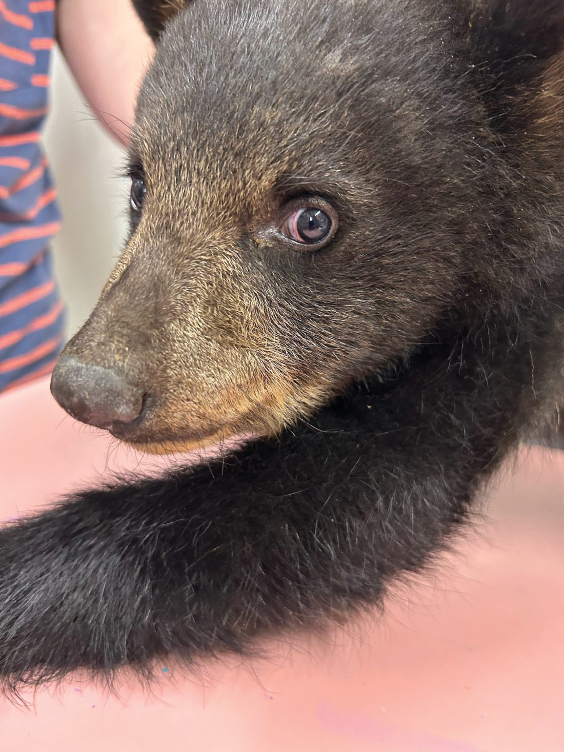 Business, nonprofit roundup: Bear cub pulled from tree ‘doing well’