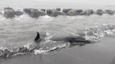 「285cm領航幼鯨」擱淺屏東沙灘 1周前才落單在大鵬灣迷航