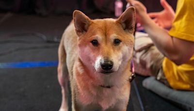 Peanut Butter plays video games for charity. He’s a Shiba Inu