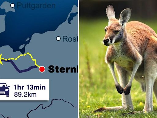 'Giant' kangaroo missing since New Year's Eve found 50 miles from home