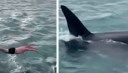 Watch: New Zealand Man Fined for Trying to Body-Slam a Killer Whale