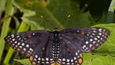 Nature: Baltimore checkerspot butterfly sighting a rare and joyous occasion
