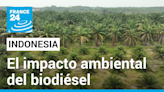 En Foco - En Indonesia, la industria del biodiésel contribuye a la deforestación