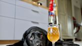 Man Taught Every Labrador He's Had to Go Get Him a Beer