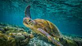 How old is the oldest turtle? World's oldest living land animal, here's what we know.