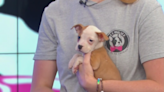 Furry Friends Friday: Cheddar and Havarti are 2 puppies looking for new home, family