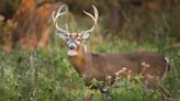 Chronic wasting disease detected in Johnston County deer, 23rd case found in NC