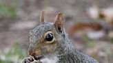 Five questions answered about the Capstone Squirrels