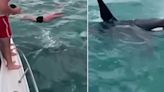 Multan a hombre de Nueva Zelanda por lanzarse sobre una orca: “Un comportamiento estúpido”