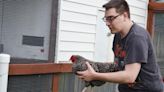 Chickens find friend, advocate in gifted poultry handler