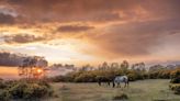 The New Forest walks with great views and wildlife you need to explore